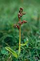 Frog orchid